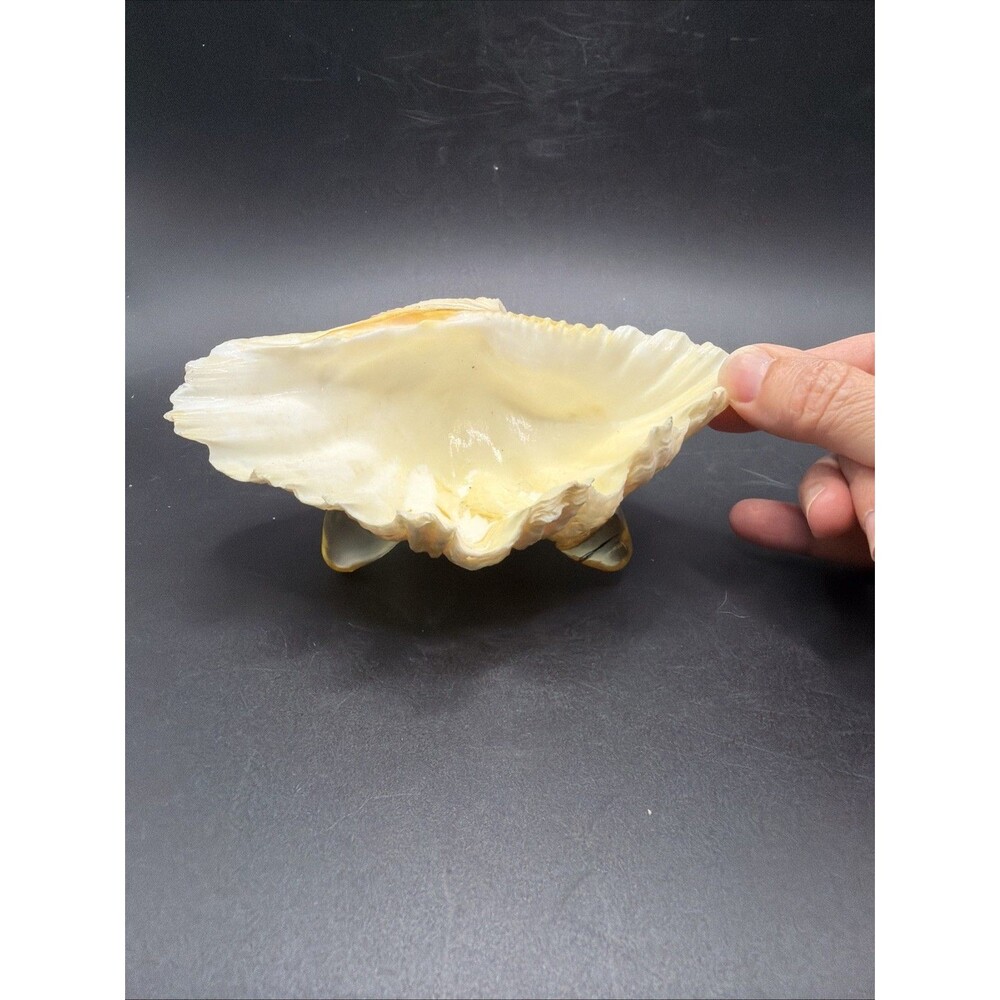 Natural TRIDACNA GIGAS Giant Clam Shell Seashell 6 x 4 Inch Sea Ocean